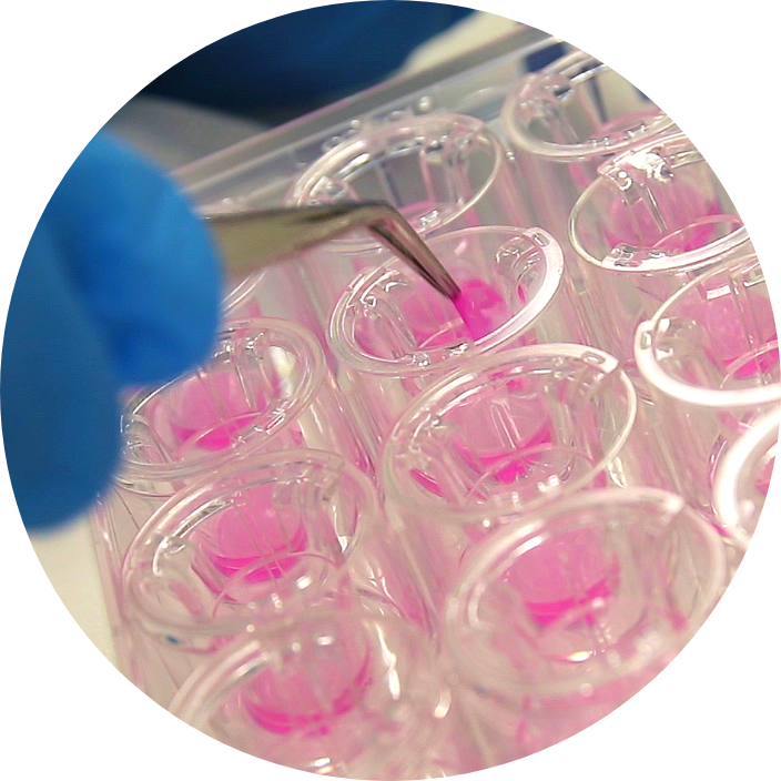 O CellFate-RHE (In Vitro Fertilization) é o modelo de epiderme humana reconstituída em laboratório pela Biocelltis